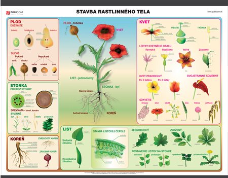 121-zm-pvc-sr---pri---stavba-rastlinneho-tela-140