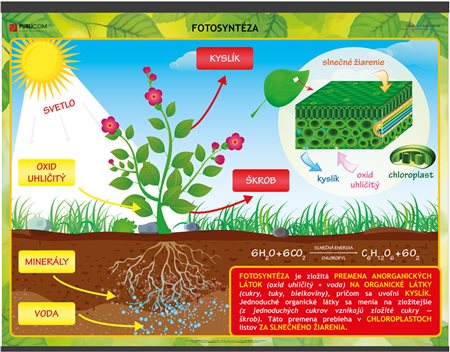 123-pri-fotosysteza-140