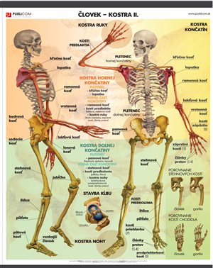 134-zm-pvc-sr---bio---clovek---kostra-ii