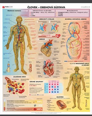 137-zm-pvc-sr---bio---clovek---obehova-sustava-140