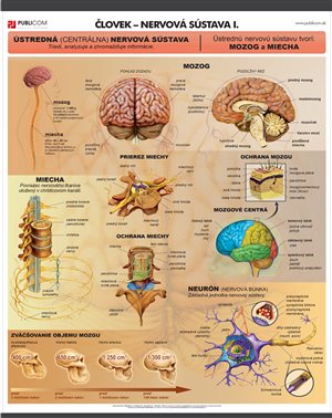 139-zm-pvc-sr---bio---clovek---nervova-sustava-i