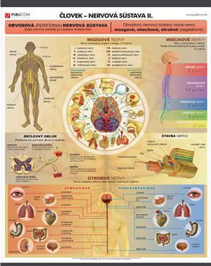 140-zm-pvc-sr---bio---clovek---nervova-sustava-ii