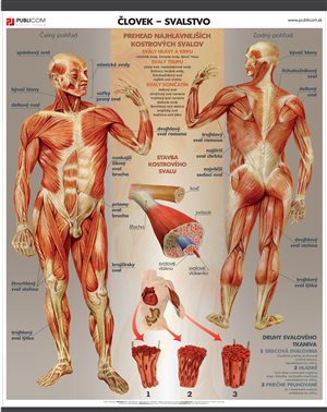 141-zm-pvc-sr---bio---clovek---svalstvo-140