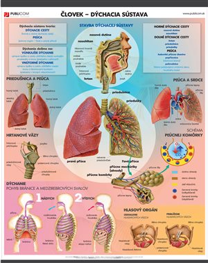 142-zm-pvc-sr---bio---clovek---dychacia-sustava-140