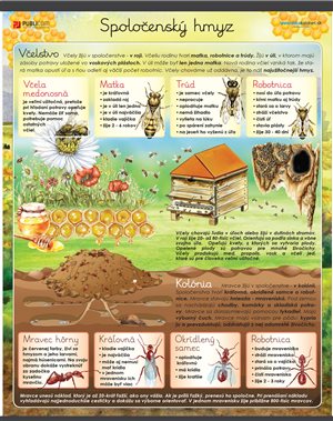 107-zm-pvc-sr---prv---spolocensky-hmyz-140
