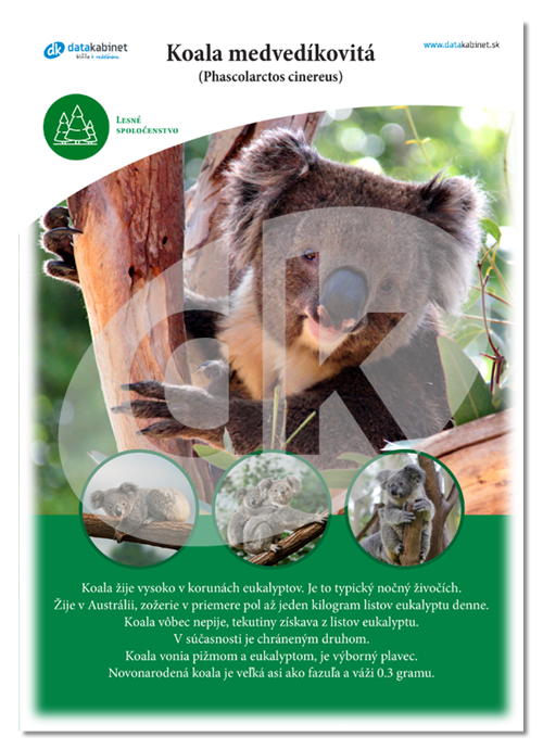 Koala Medved kovit Phascolarctos Cinereus Datakabinet sk koala-medved-kovit-phascolarctos-cinereus-datakabinet-sk