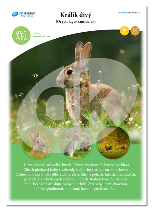 Králik divý (Oryctolagus cuniculus)